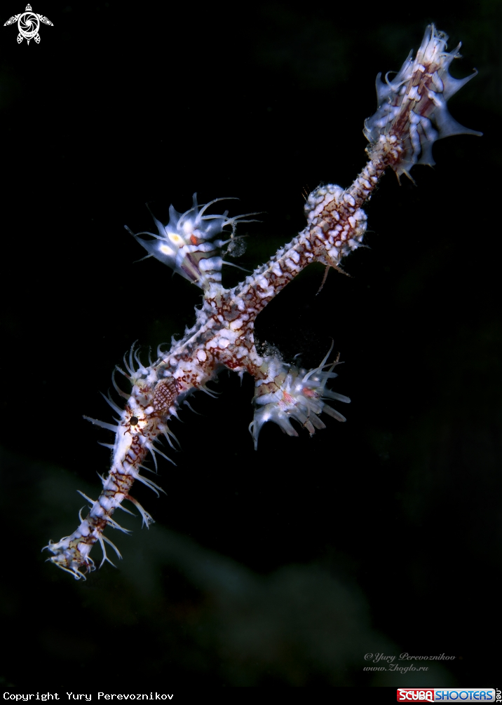A Ghoast pipe fish 