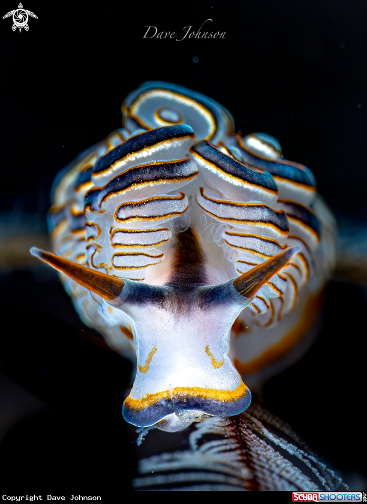A Donut nudi
