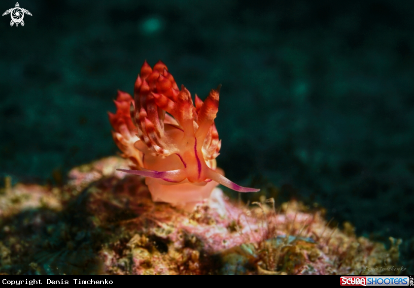 A NUDIBRANCH
