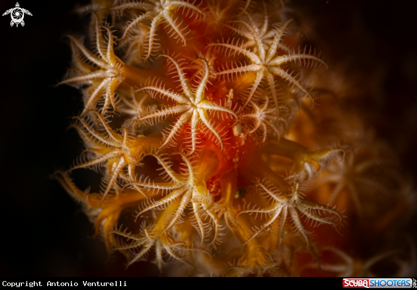 A Soft corals