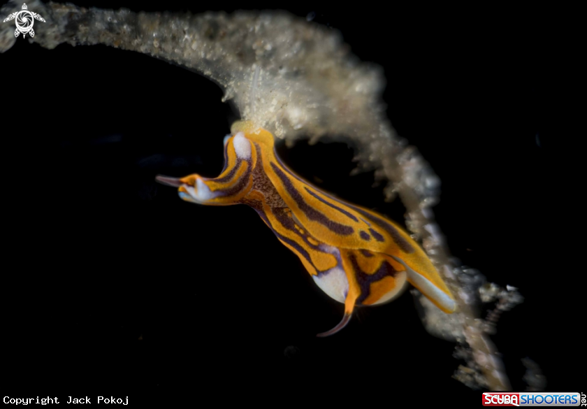 A Siphopteron tigrinum