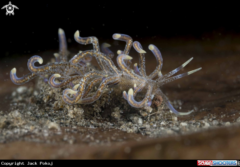 A Phyllodesmium poindimiei