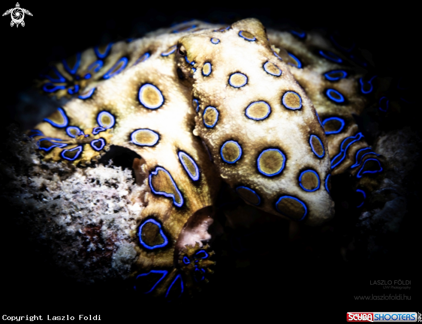 A Blue-ringed octopus