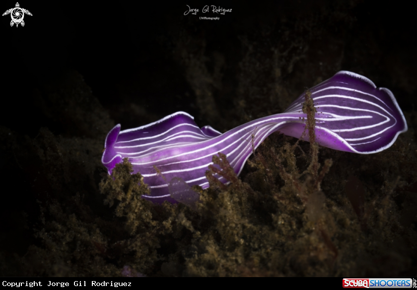 A Flat worm