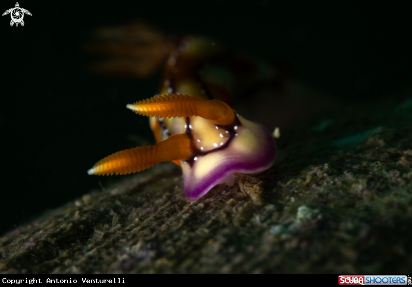 A Hypselodoris nudibranch