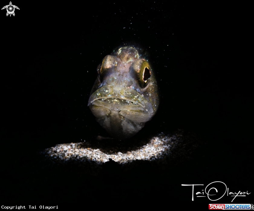 A Cardinal fish
