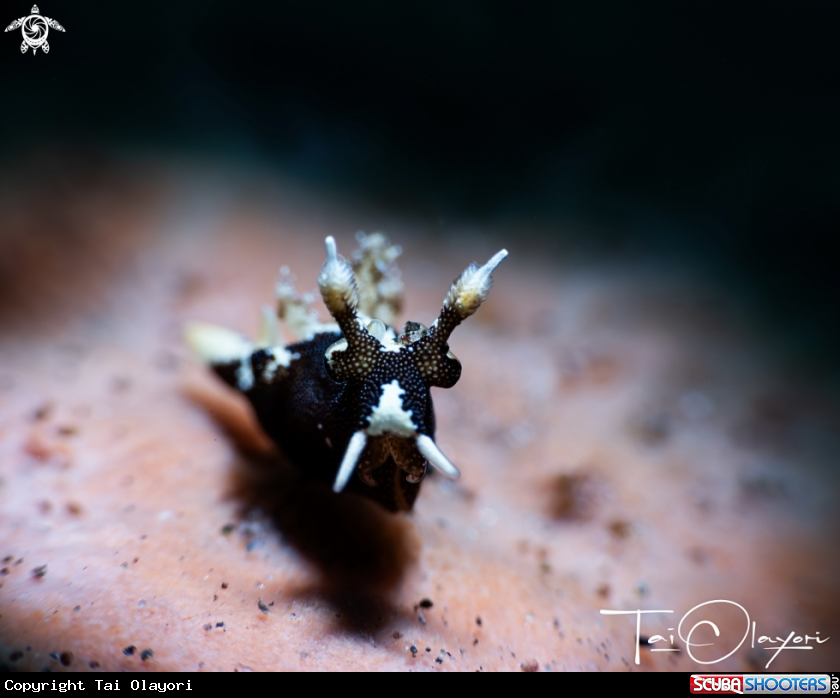 A Trapania euryeia