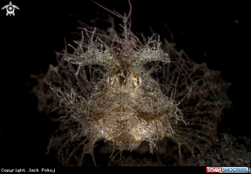 A Ambon Scorpionfish