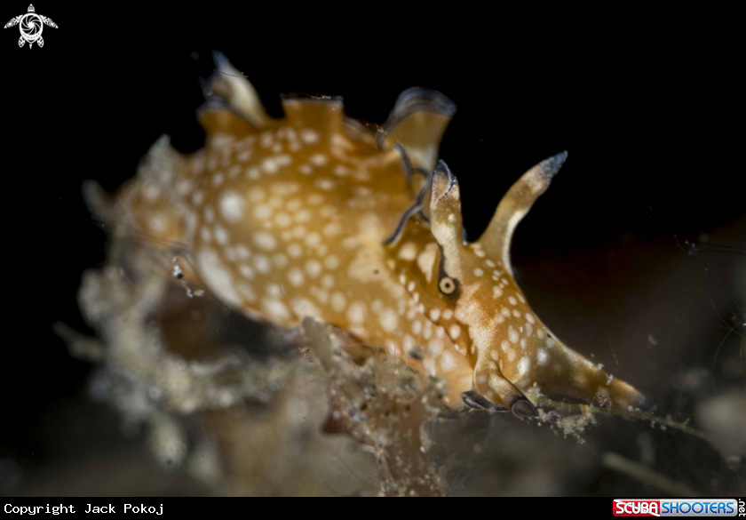 A Sea Hare