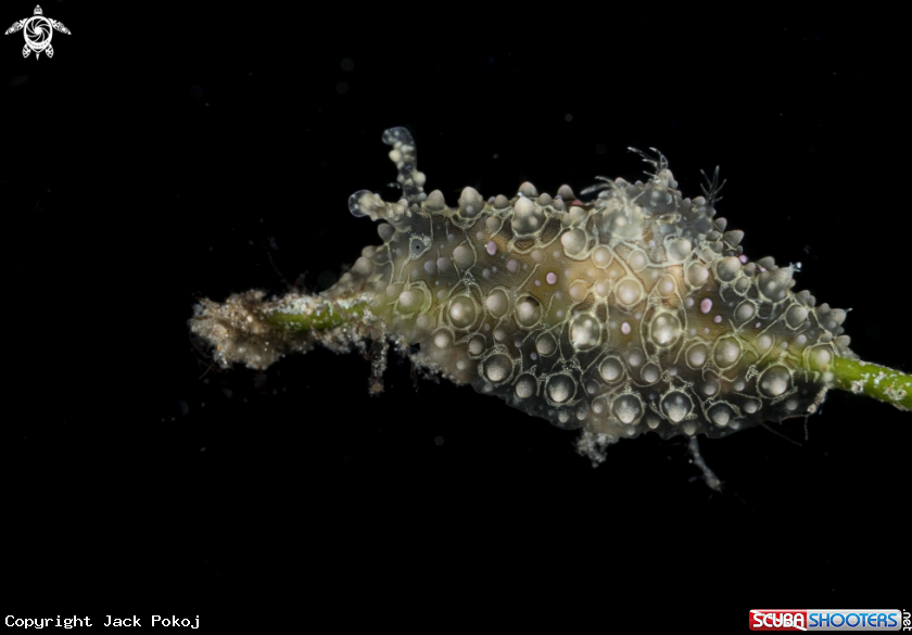 A Petalifera ramosa