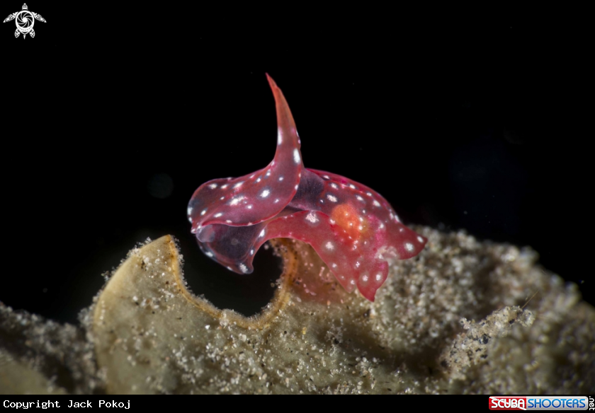 A Philinopsis ctenophoraphaga