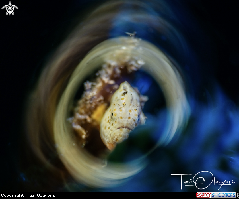 A Frogfish