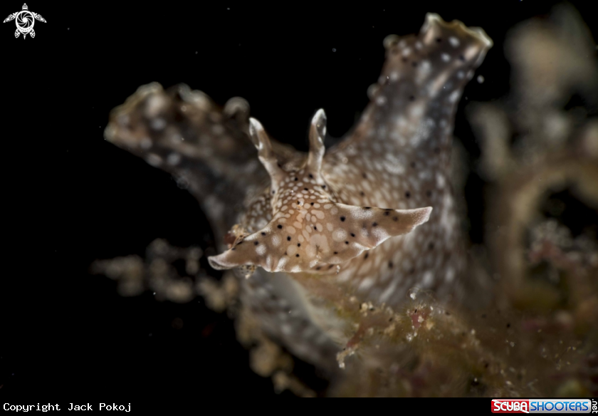 A Aplysia argus