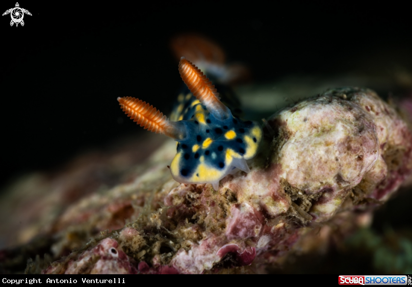 A Hypselodoris infucata nudibranch