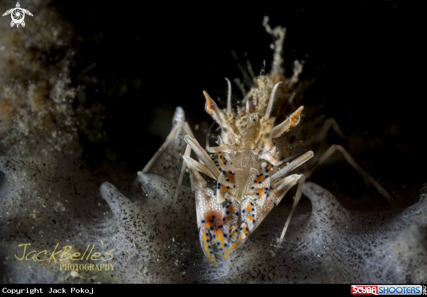 A Tiger Shrimp