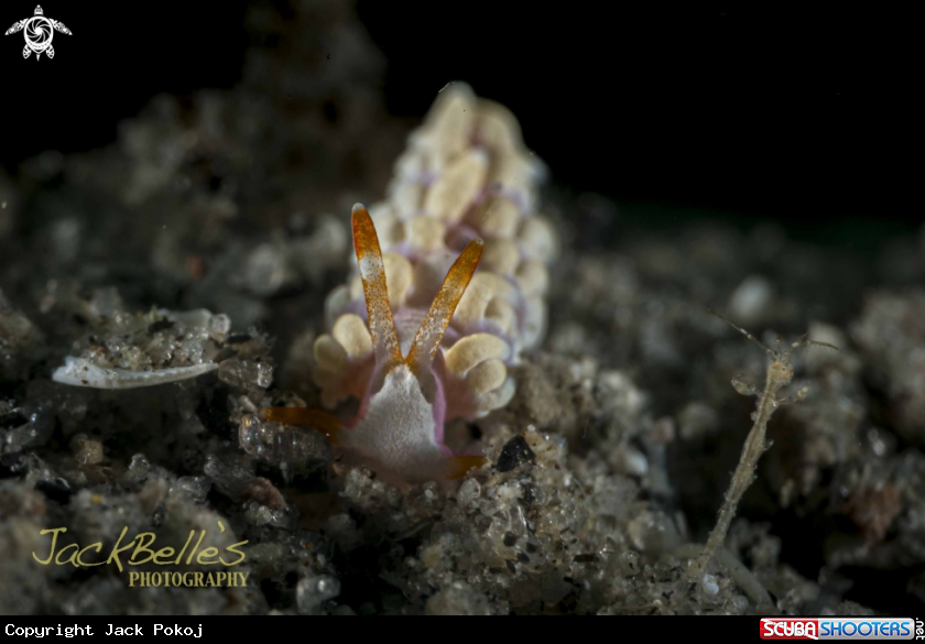 A Trinchesia sp.
