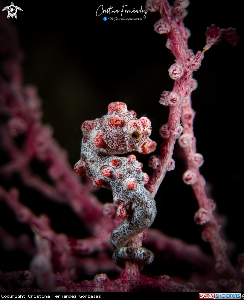 A Pygmy seahorse