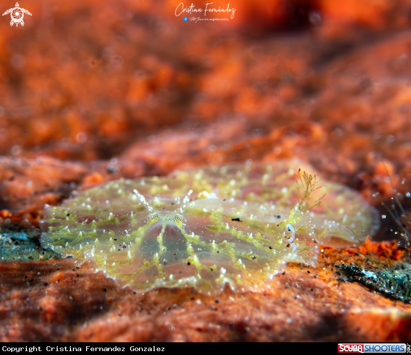 A Flat worm