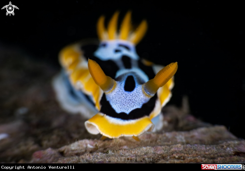 A Chromodoris quadricolor nudibranch