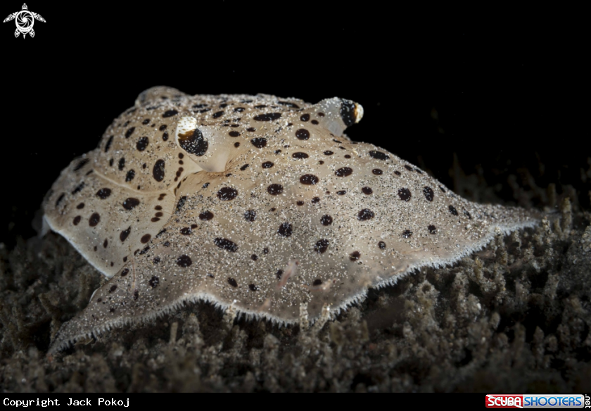 A Euselenops luniceps