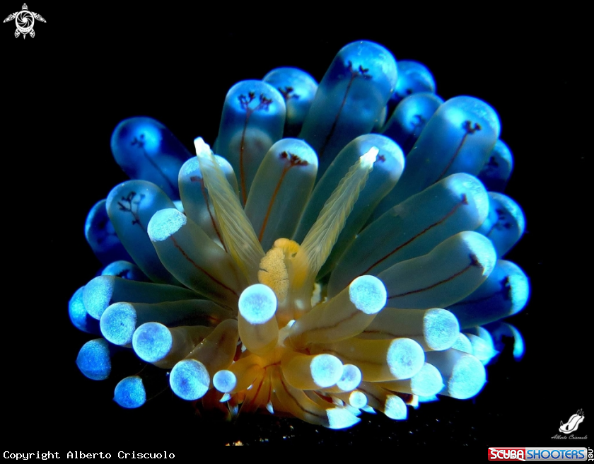 A Antiopella 