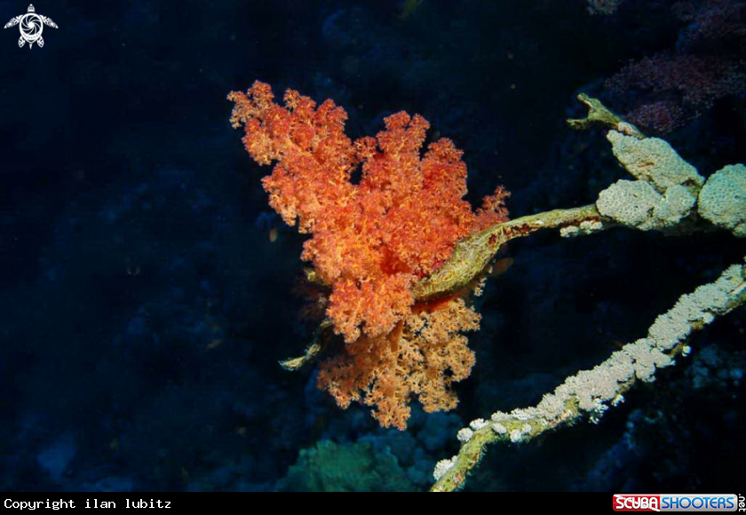 A soft corals