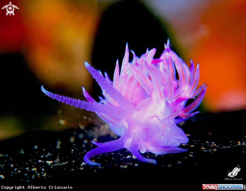 A Flabellina