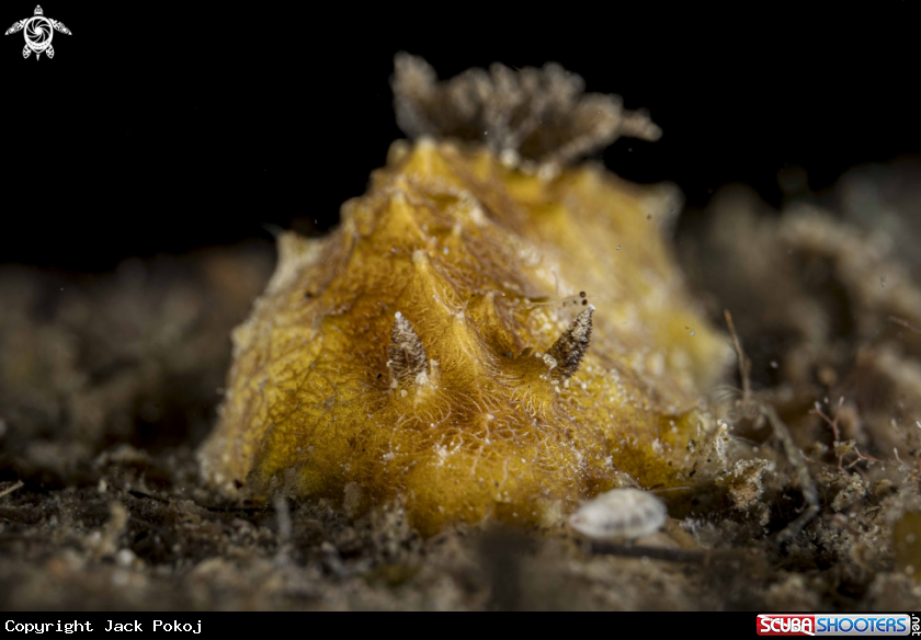 A Halgerda dalanghita