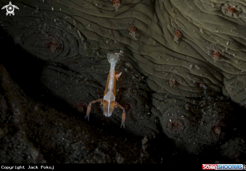 A Emperor Shrimp