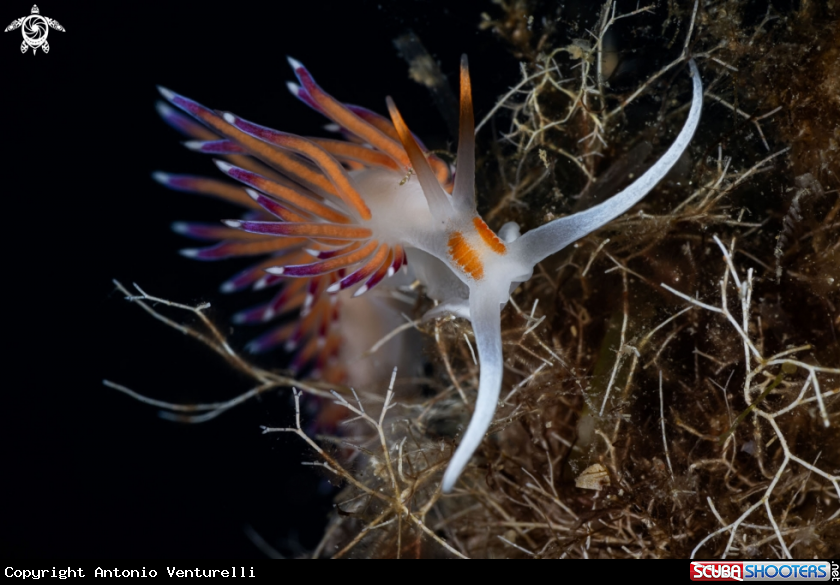A Cratena nudibranch 