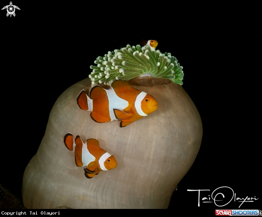 A Amphiprion ocellaris
