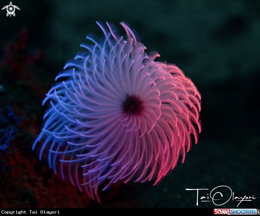 A Feather duster worm 