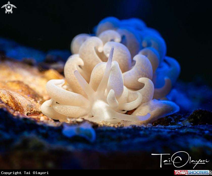 A Phyllodesmium parangatum