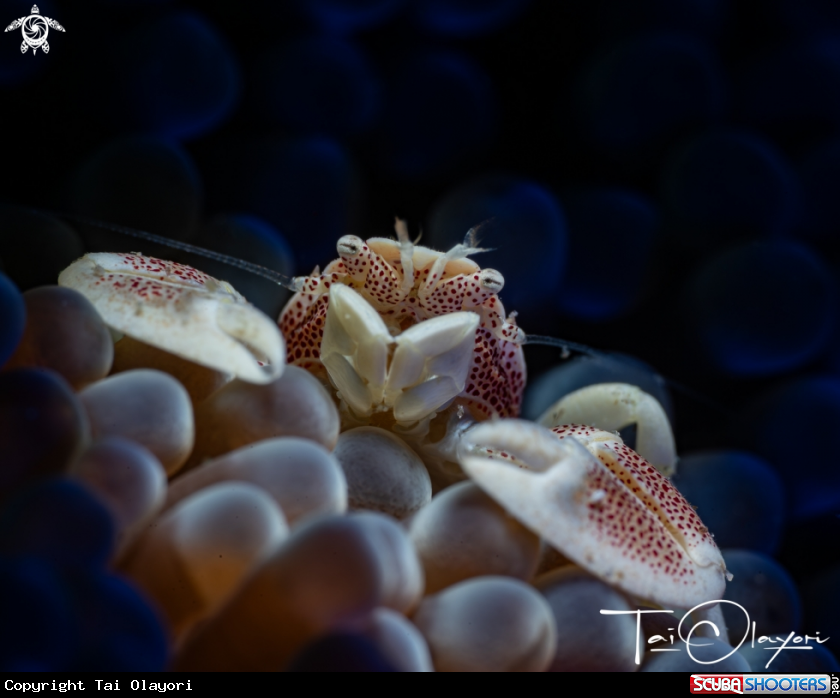 A Porcelain crab