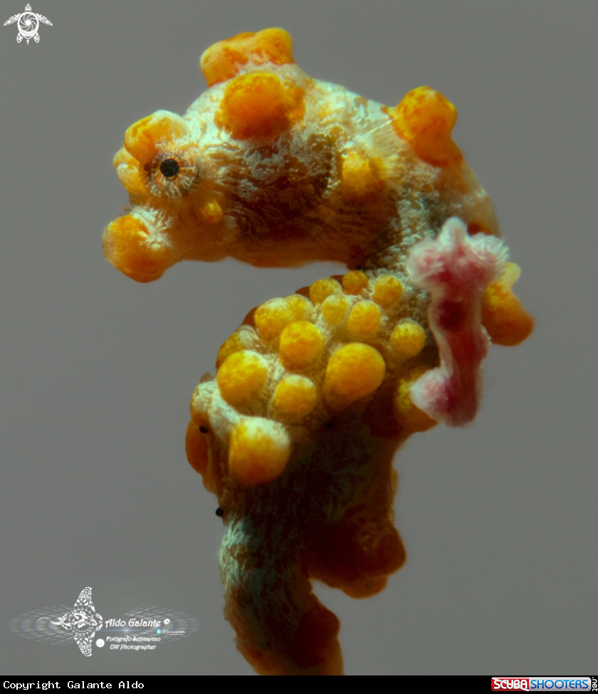 A Pygmy Seahorse Bargibanti (Size: 18 mm./0.70 Inch) 
