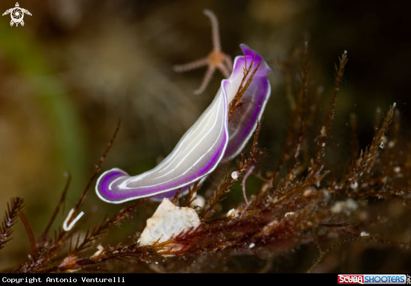 A Planaria rosa