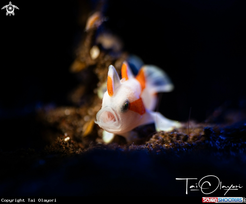 A Antennarius maculatus, juvenile