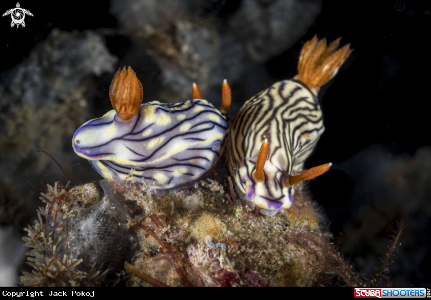 A Hypselodoris zephyra