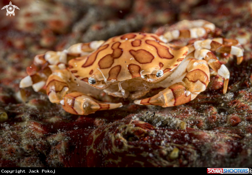 A Swimming Crab