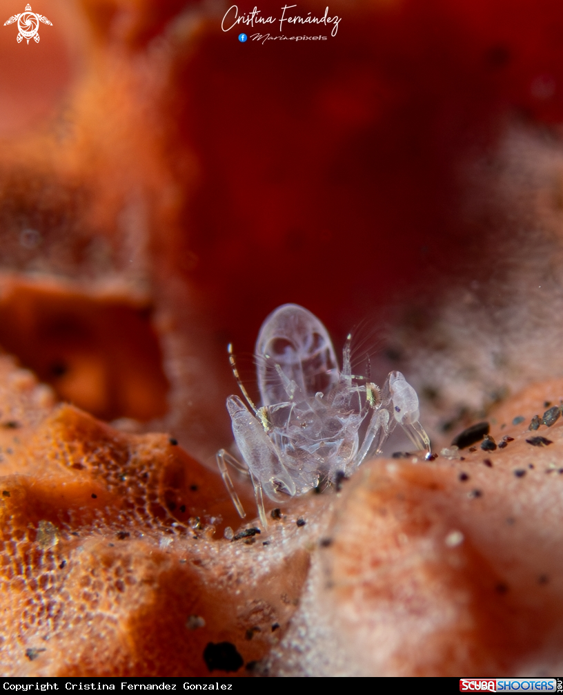 A Ghost shrimp 