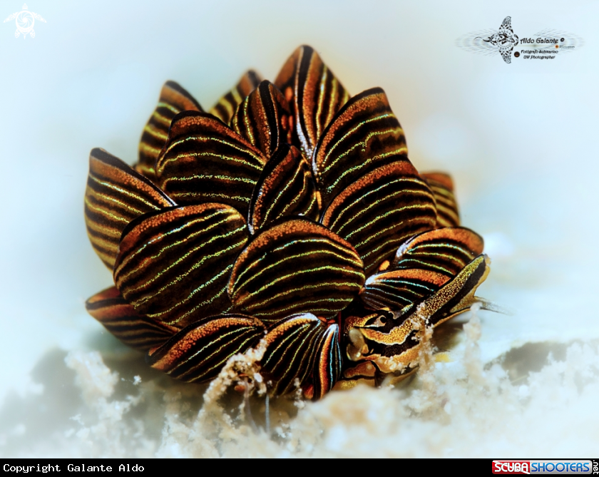 A Tiger Butterfly Seaslug (15-20 mm) 