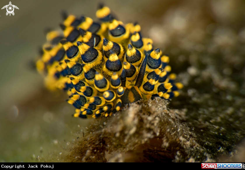 A Costasiella sp.