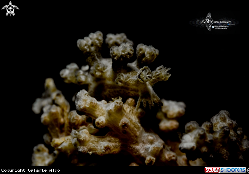 A Nudibranch
