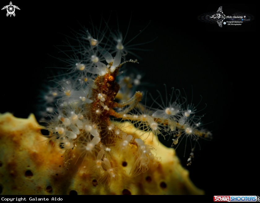 A Decorator Crab