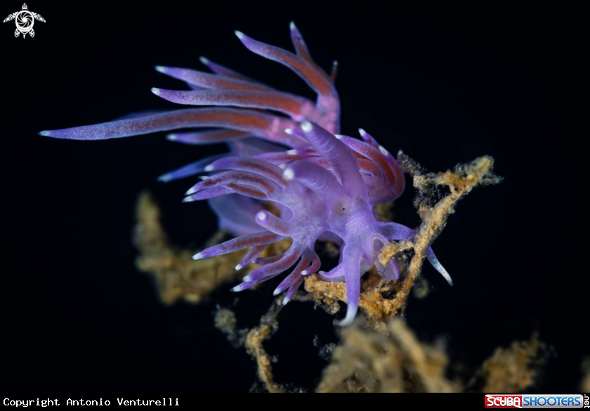 A Flabellina affinis nudibranch