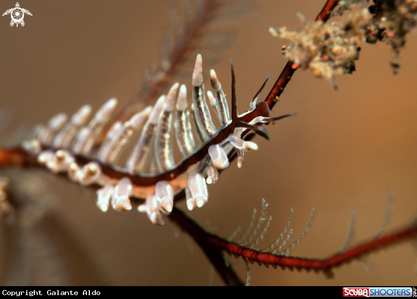 A Nudibranch