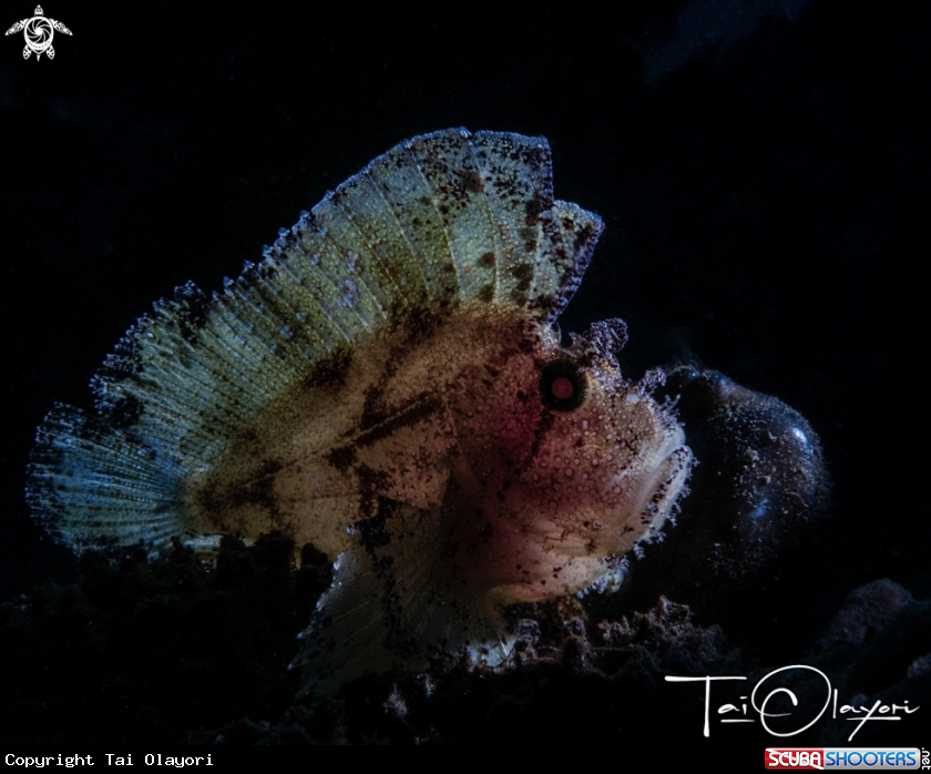 A Leaf scorpionfish
