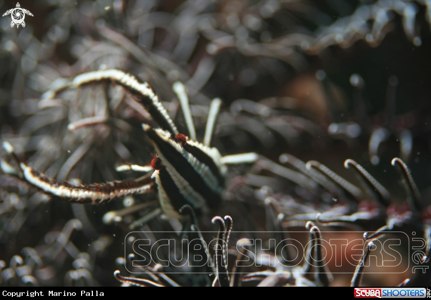 A Crinoid Squat Lobster