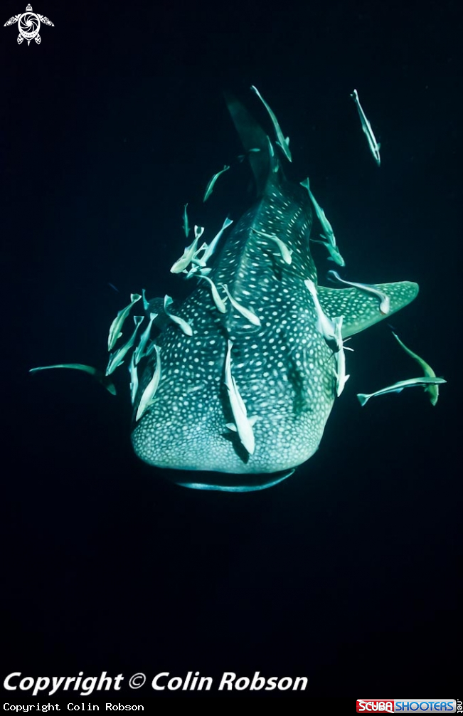 A underwater creature
