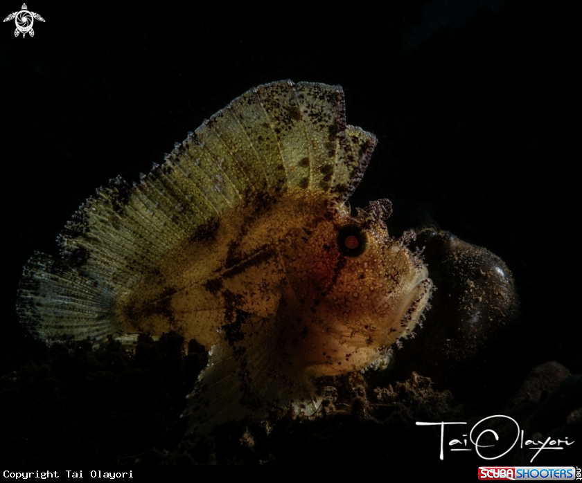 A Leaf scorpionfish